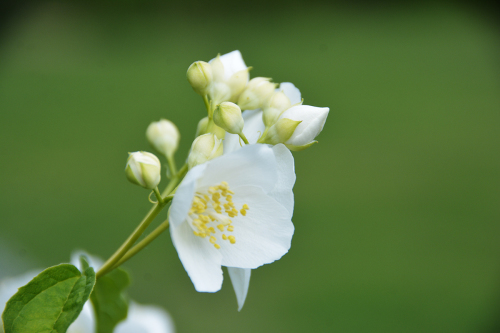 花の頃_f0143469_08180702.jpg