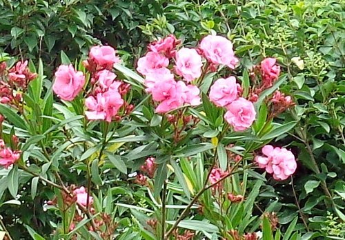 目を惹くのは ・・・_b0102572_18040217.jpg