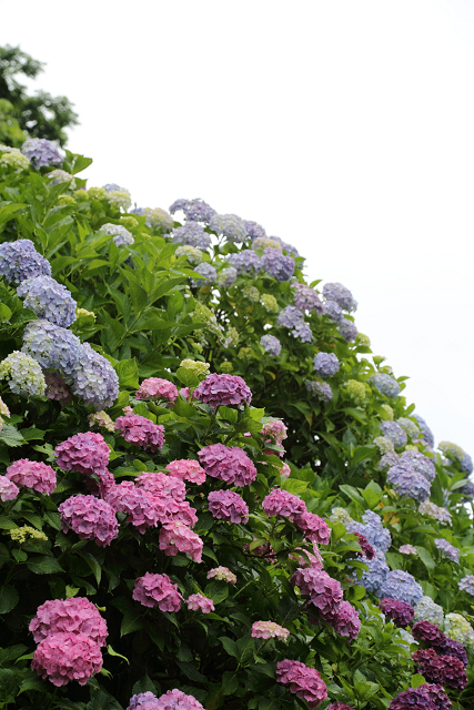 鎌倉散歩　#99 －深緑の鎌倉 紫陽花の瑞泉寺－_b0169330_18253714.jpg