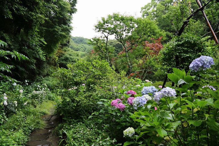 鎌倉散歩　#99 －深緑の鎌倉 紫陽花の瑞泉寺－_b0169330_23205412.jpg