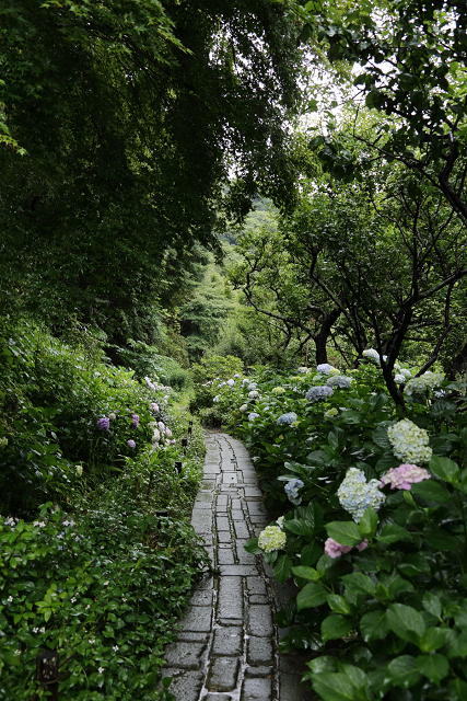 鎌倉散歩　#99 －深緑の鎌倉 紫陽花の瑞泉寺－_b0169330_23205631.jpg