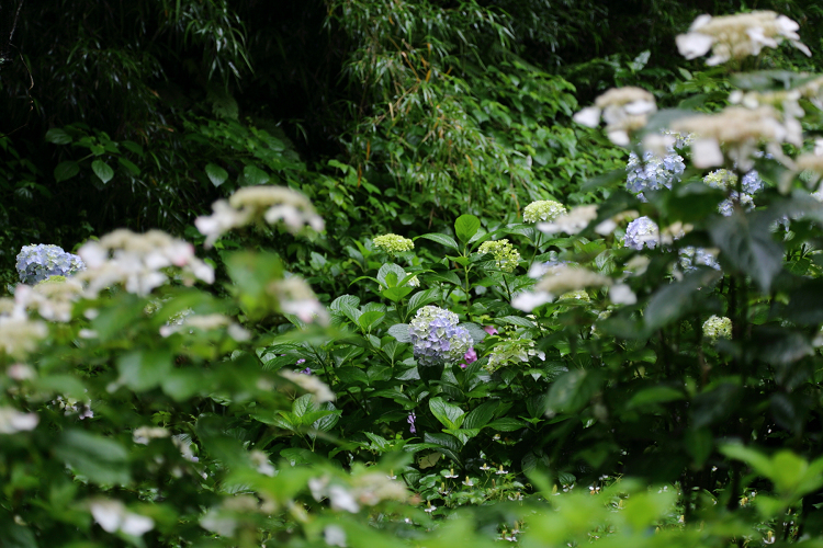 鎌倉散歩　#99 －深緑の鎌倉 紫陽花の瑞泉寺－_b0169330_23213796.jpg