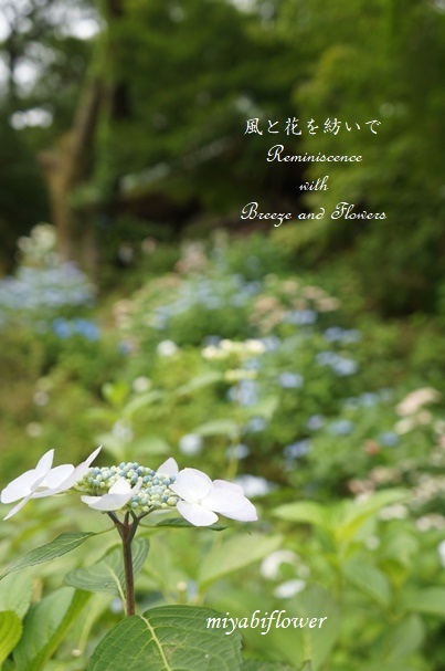 紫陽花が彩る世界 柿生のあじさい寺 浄慶寺 3 風と花を紡いで