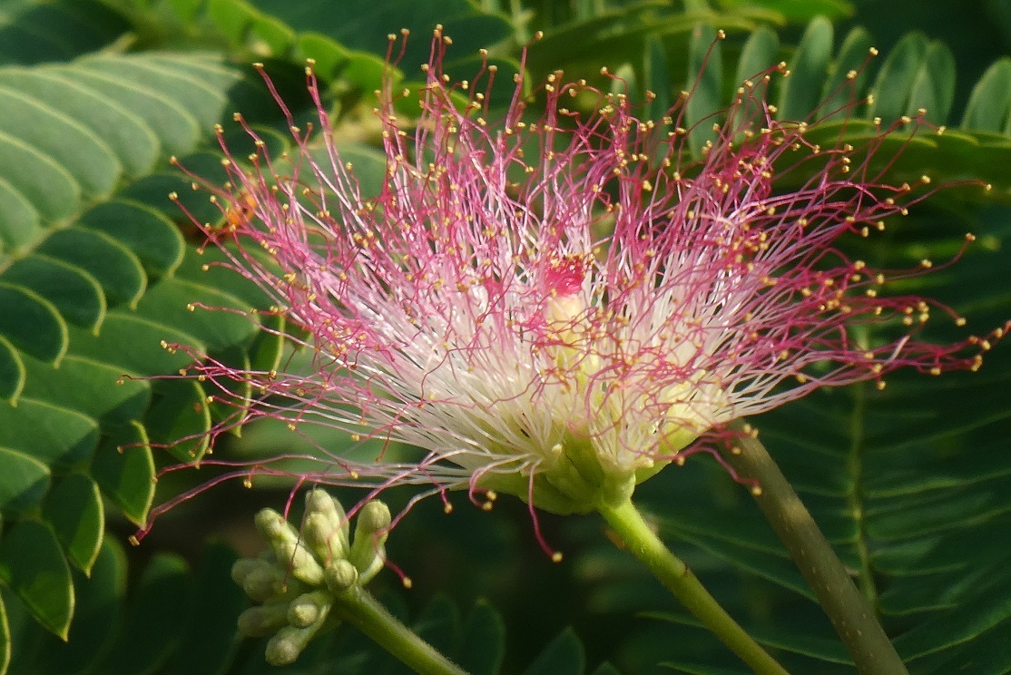 ネムの花が咲いていた そらいろのパレット