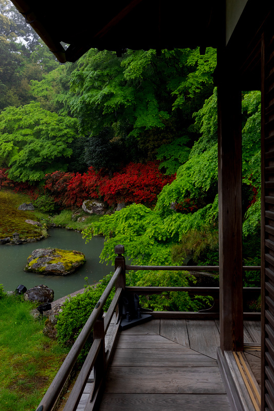 ツツジ咲く雨の青蓮院門跡_f0155048_20024427.jpg