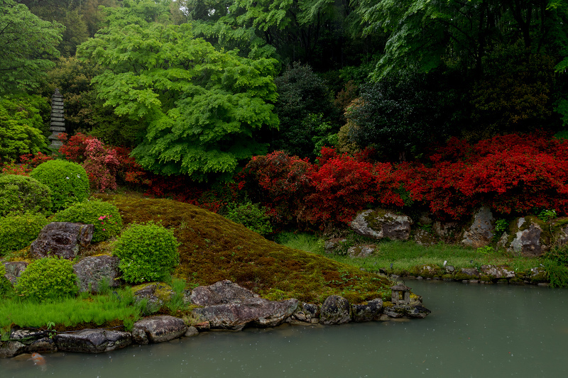 ツツジ咲く雨の青蓮院門跡_f0155048_20083408.jpg