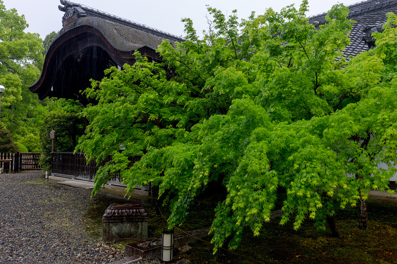 ツツジ咲く雨の青蓮院門跡_f0155048_20104069.jpg