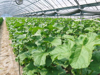 熊本産!匠が育てた高級マスクメロン 令和4年も7月下旬から出荷です!摘果作業を終え次は玉吊り作業です!_a0254656_17375883.jpg