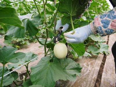 熊本産!匠が育てた高級マスクメロン 令和4年も7月下旬から出荷です!摘果作業を終え次は玉吊り作業です!_a0254656_18090137.jpg