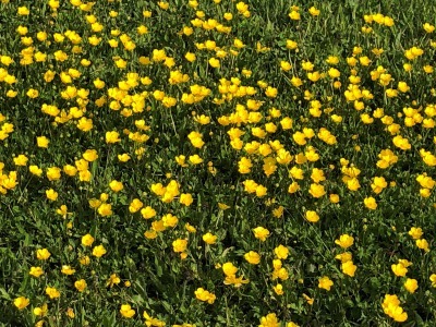キンポウゲ_c0353373_09511384.jpg