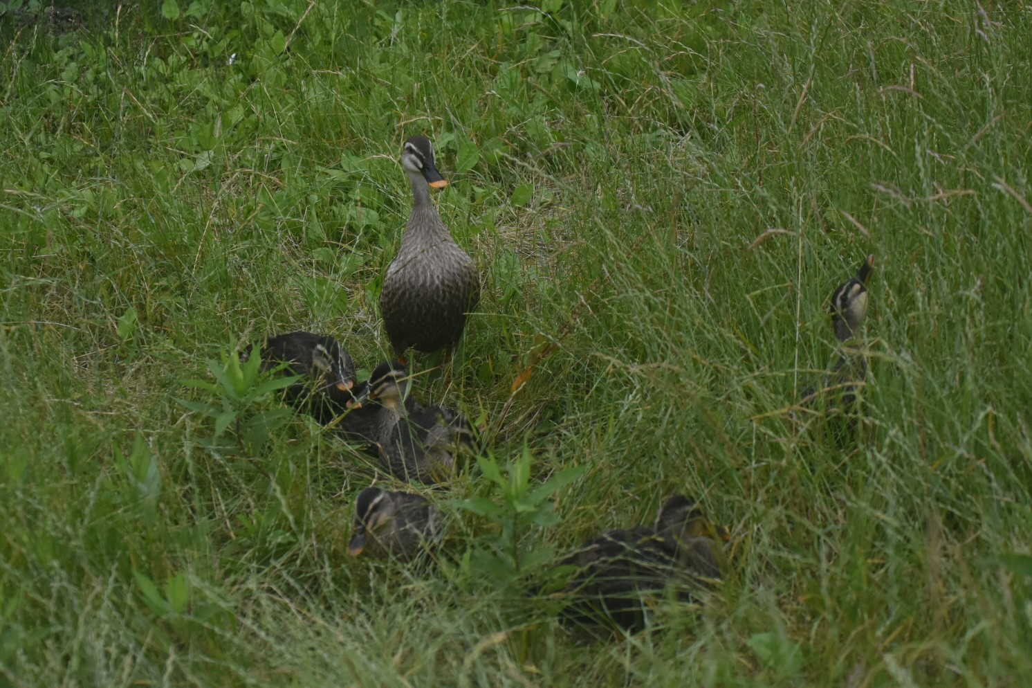 カルガモの親子が順調に育ってきています (2022.06.18)_e0046474_17282216.jpg
