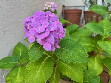 紫陽花_b0011075_14330564.jpg