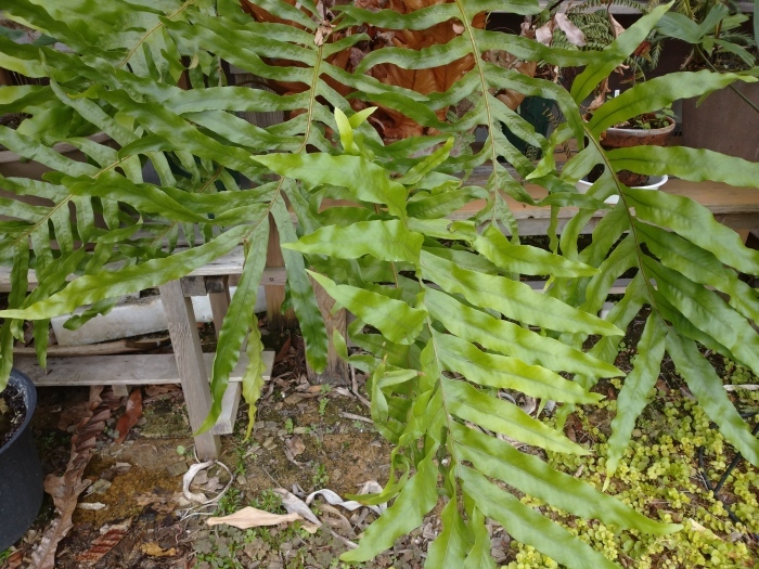 Drynaria sp. \"Akonolinga\"_a0194582_15013557.jpg