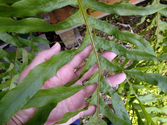 Drynaria sp. \"Akonolinga\"_a0194582_15015066.jpg