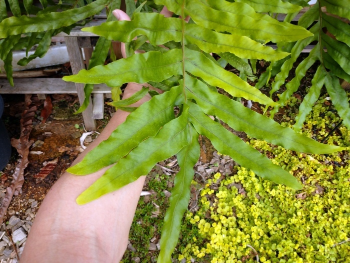 Drynaria sp. \"Akonolinga\"_a0194582_15015184.jpg