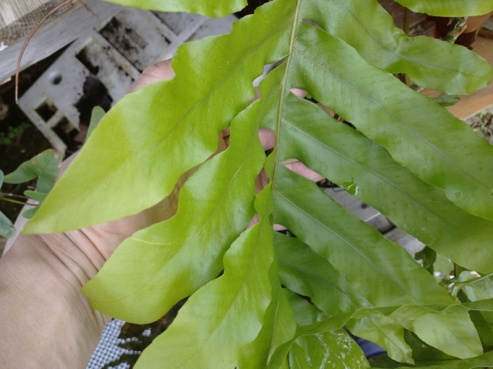 Drynaria sp. \"Akonolinga\"_a0194582_15015236.jpg