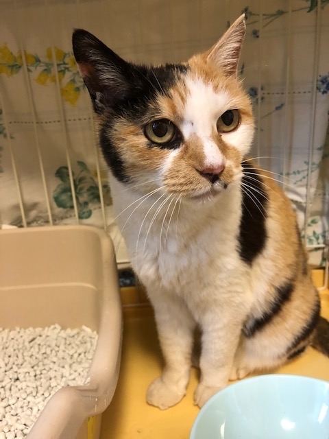 府中市T町にて、高齢の三毛猫を保護しました。 : NPO法人 府中猫の会