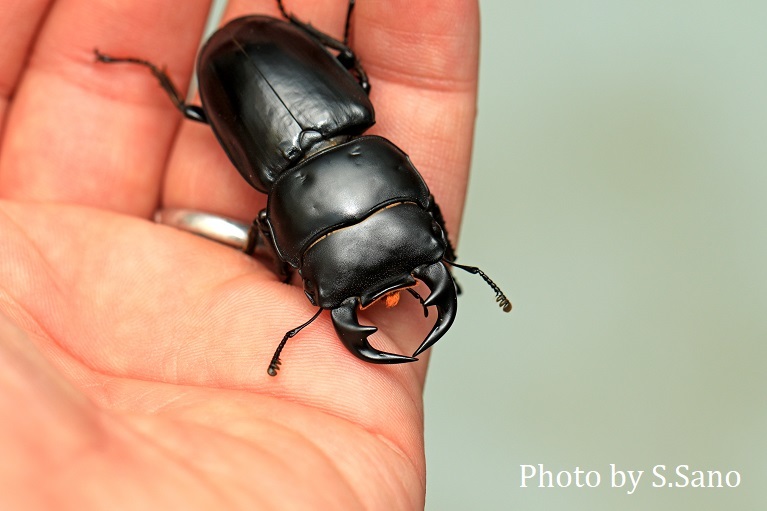 Dorcus sp.(カンボジア・ドルクス)_b0348205_23492536.jpg