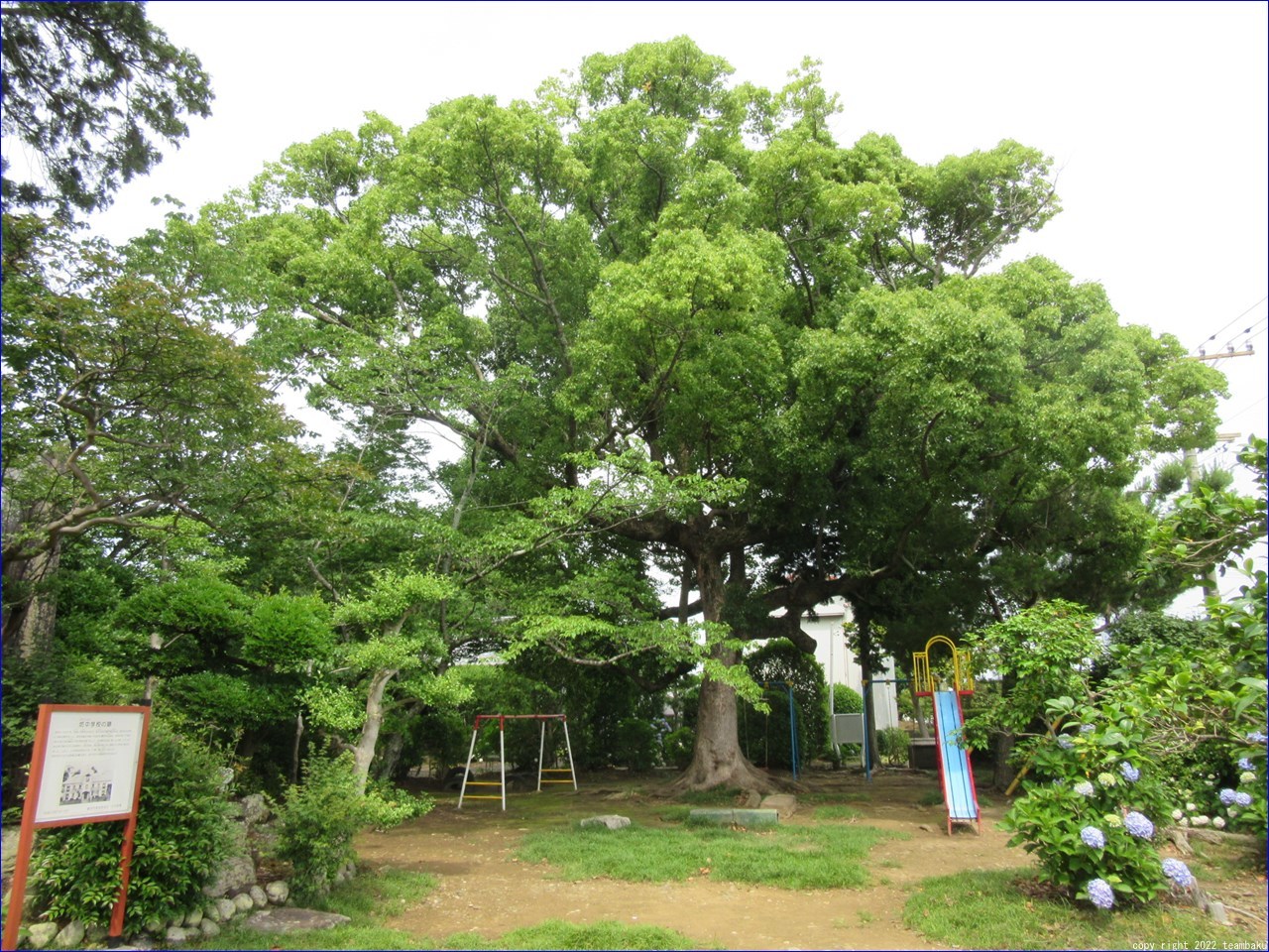 医王寺の紫陽花と鎌田兵衛正清供養塔_c0376508_19505682.jpg