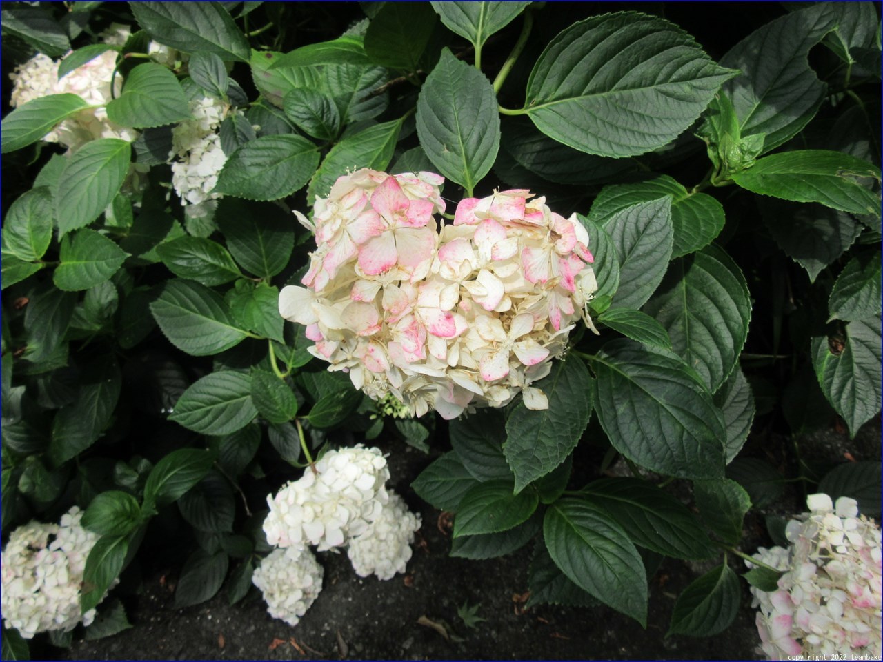 医王寺の紫陽花_c0376508_19511838.jpg