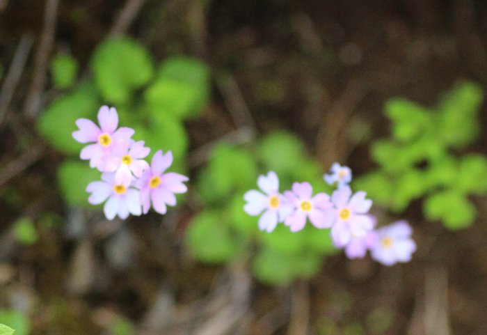 ユキワリコザクラ会いに来たよ不忘山_a0309917_14371745.jpg