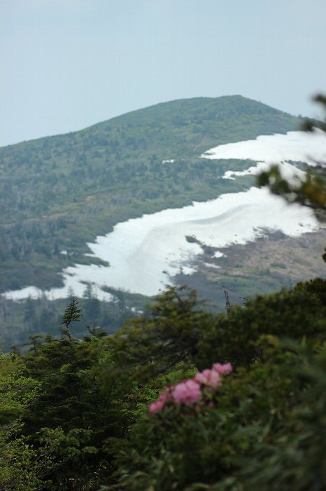 ユキワリコザクラ会いに来たよ不忘山_a0309917_14513163.jpg