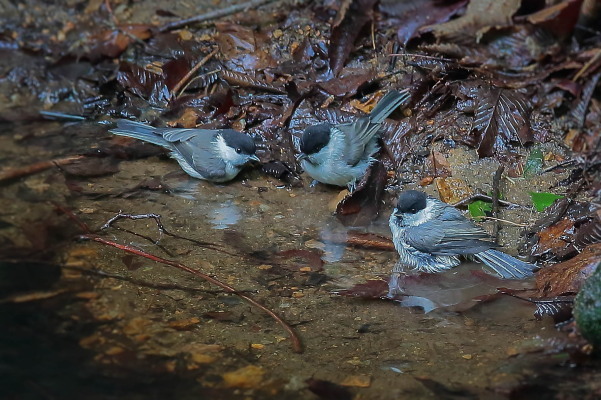 幼鳥が出始めた…コガラの幼鳥_e0413627_15124088.jpg