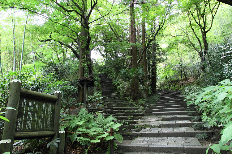 鎌倉散歩　#99 －深緑の鎌倉 紫陽花の瑞泉寺－_b0169330_11341077.jpg