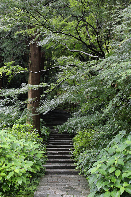 鎌倉散歩　#99 －深緑の鎌倉 紫陽花の瑞泉寺－_b0169330_11343312.jpg