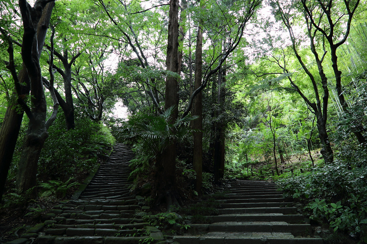 鎌倉散歩　#99 －深緑の鎌倉 紫陽花の瑞泉寺－_b0169330_11343497.jpg