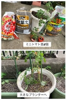 枝豆とミニトマトの定植　アジサイ剪定　古い写真のデータ化_a0084343_21043597.jpeg