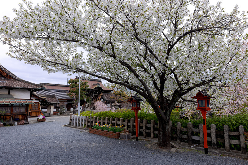 2022桜咲く京都　六孫王神社・桜の彩り_f0155048_23240042.jpg