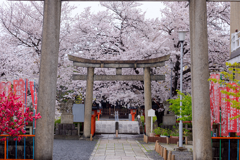 2022桜咲く京都　六孫王神社・桜の彩り_f0155048_23262378.jpg