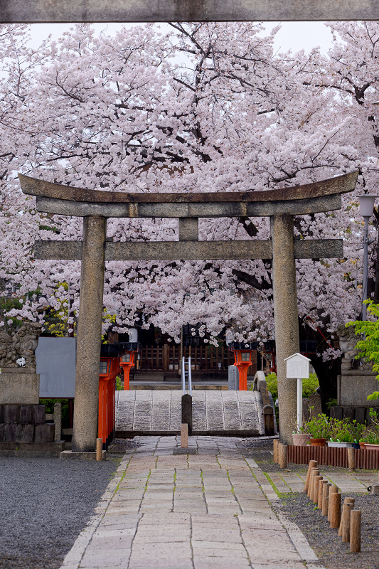 2022桜咲く京都　六孫王神社・桜の彩り_f0155048_23270650.jpg