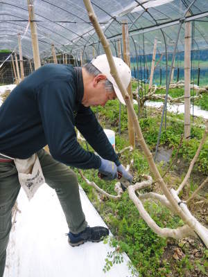 甘熟いちじく 着果の様子を現地取材!今年も惜しまぬ手間ひまと匠の技で本物と呼べる美味しさに育てます!_a0254656_17554573.jpg