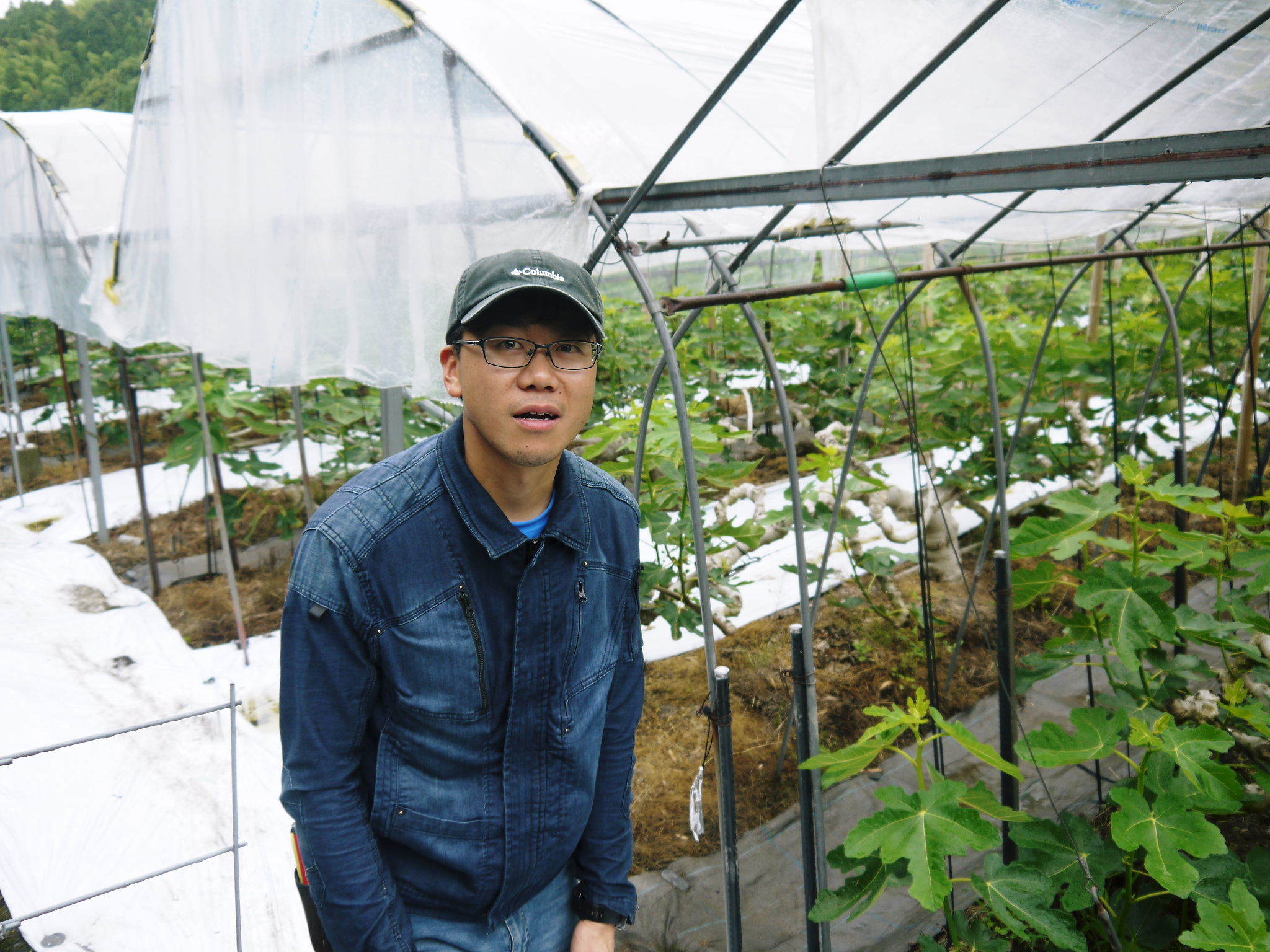 甘熟いちじく 着果の様子を現地取材!今年も惜しまぬ手間ひまと匠の技で本物と呼べる美味しさに育てます!_a0254656_17594727.jpg