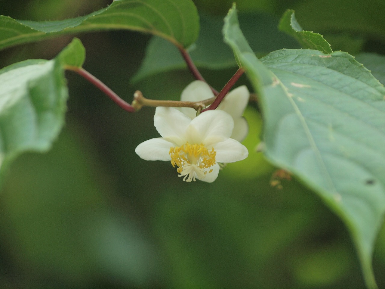 木天蓼 マタタビ の花とビアンカのサマーカット Before After 自然風の自然風だより