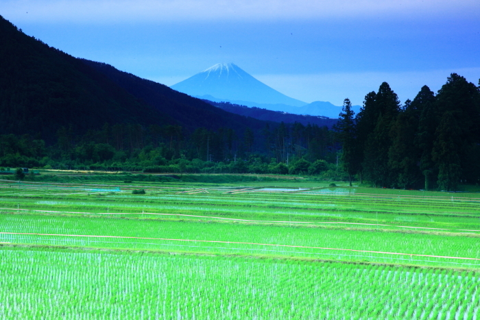 令和4年6月の富士 (6)　北杜市水田からの富士_e0344396_14275212.jpg