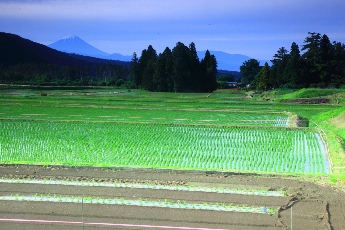 令和4年6月の富士 (6)　北杜市水田からの富士_e0344396_14275321.jpg