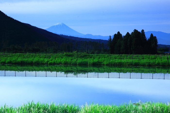 令和4年6月の富士 (6)　北杜市水田からの富士_e0344396_14275355.jpg