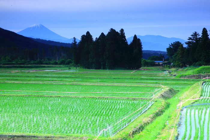 令和4年6月の富士 (6)　北杜市水田からの富士_e0344396_14275395.jpg