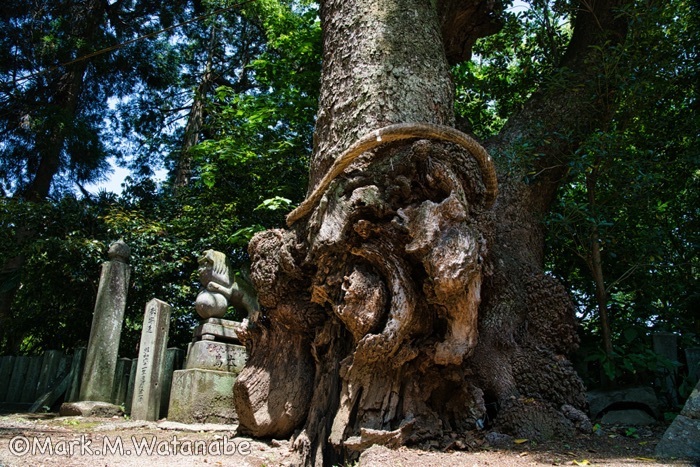 横島熊野座神社-御神木_e0135098_19355748.jpg
