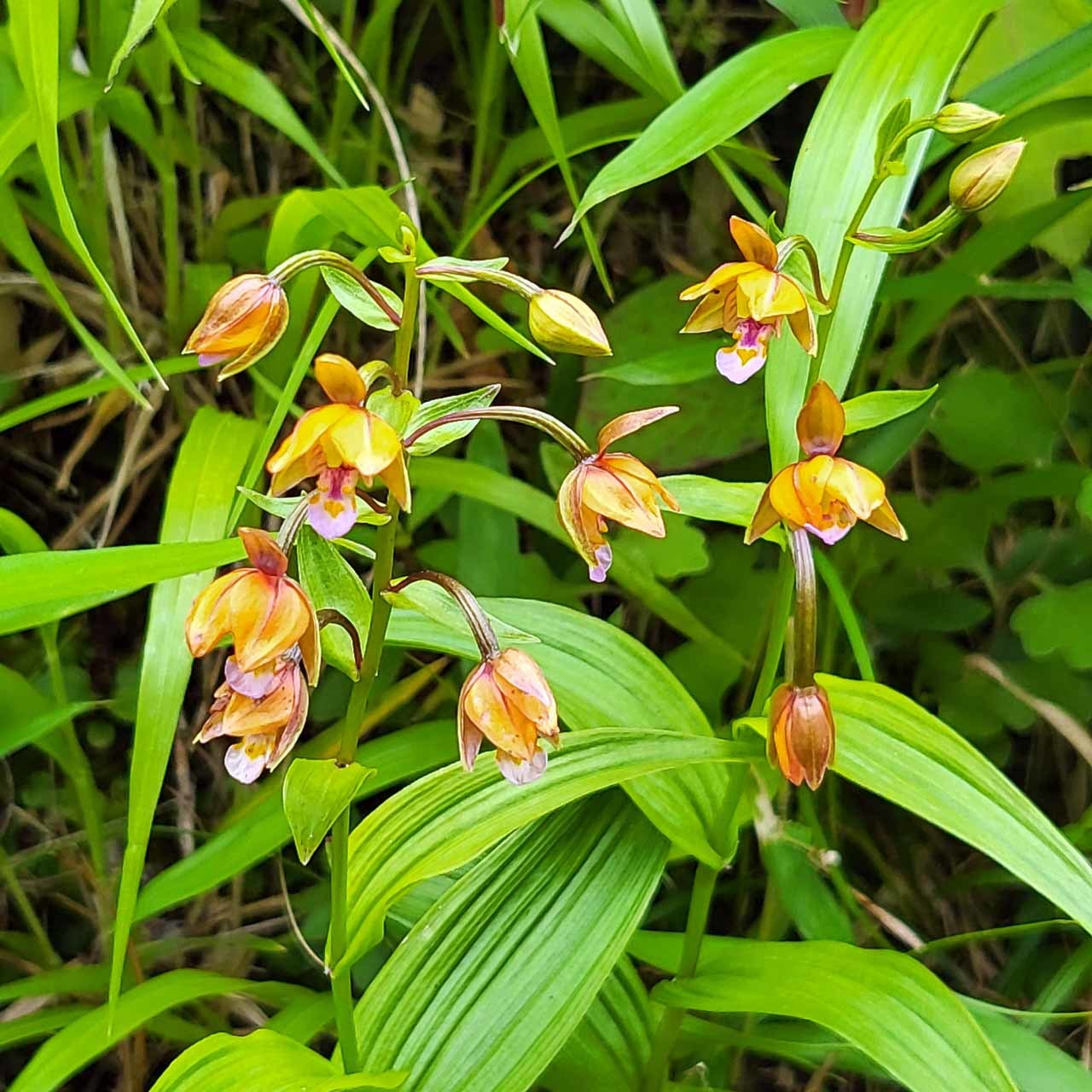 山野草・カキラン苗！画像の斑入り株お届けいたします！一株にて2芽です。ラン苗 山野草・カキラン苗！画像の斑入り株お届けいたします！一株にて