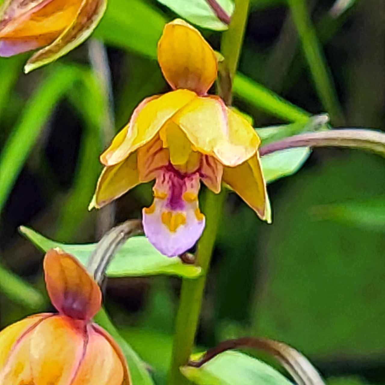 山野草・カキラン苗！画像の斑入り株お届けいたします！一株にて2芽です。ラン苗 Yahoo!オークション -「山野草カキラン」の落札相場・落札価格