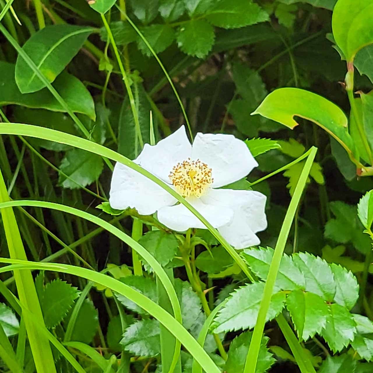 山野草 カキラン : 富貴蘭チャンネル・ブログ