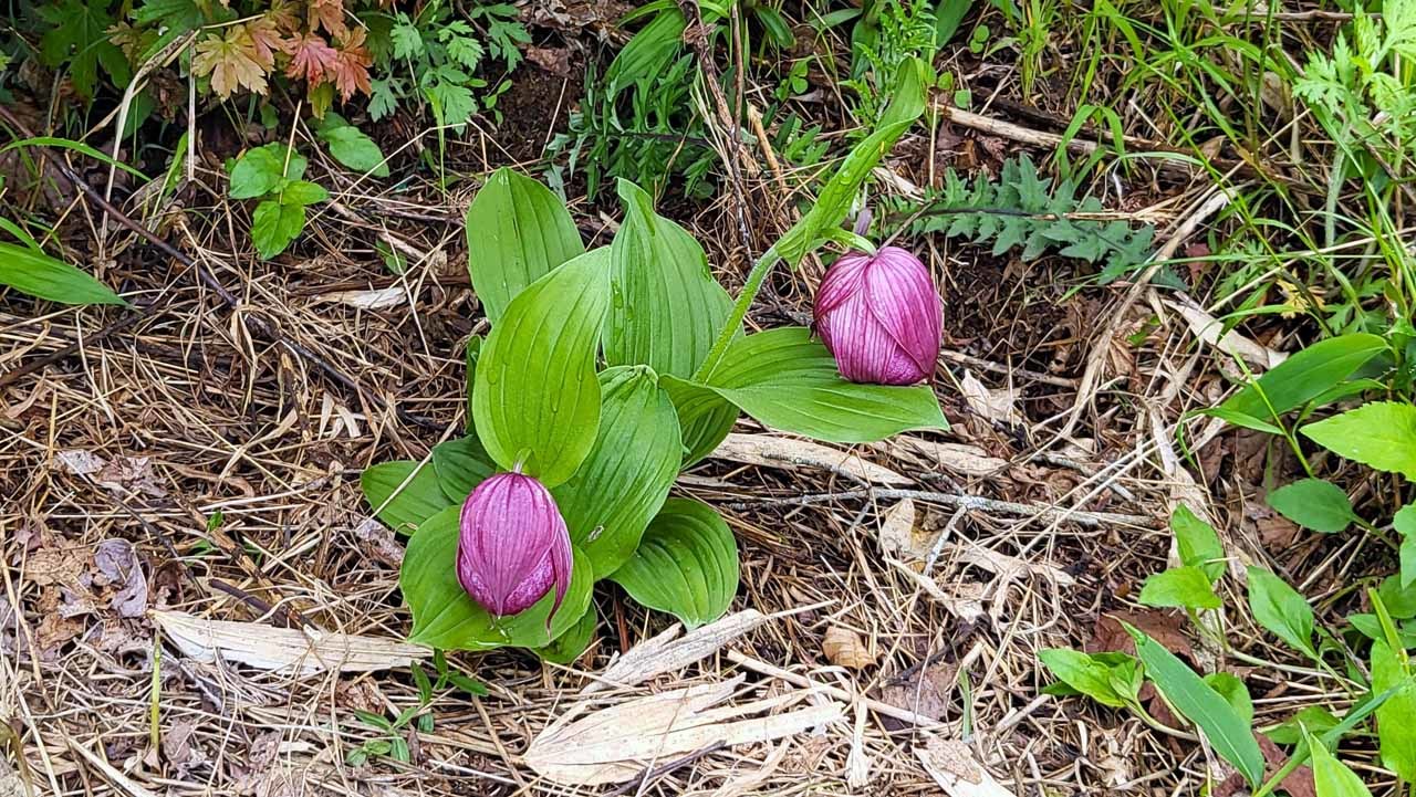 山野草 入笠山の釜無ホテイアツモリソウ : 富貴蘭チャンネル・ブログ