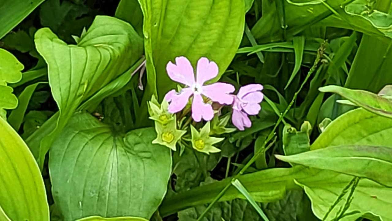 山野草 入笠山の釜無ホテイアツモリソウ : 富貴蘭チャンネル・ブログ