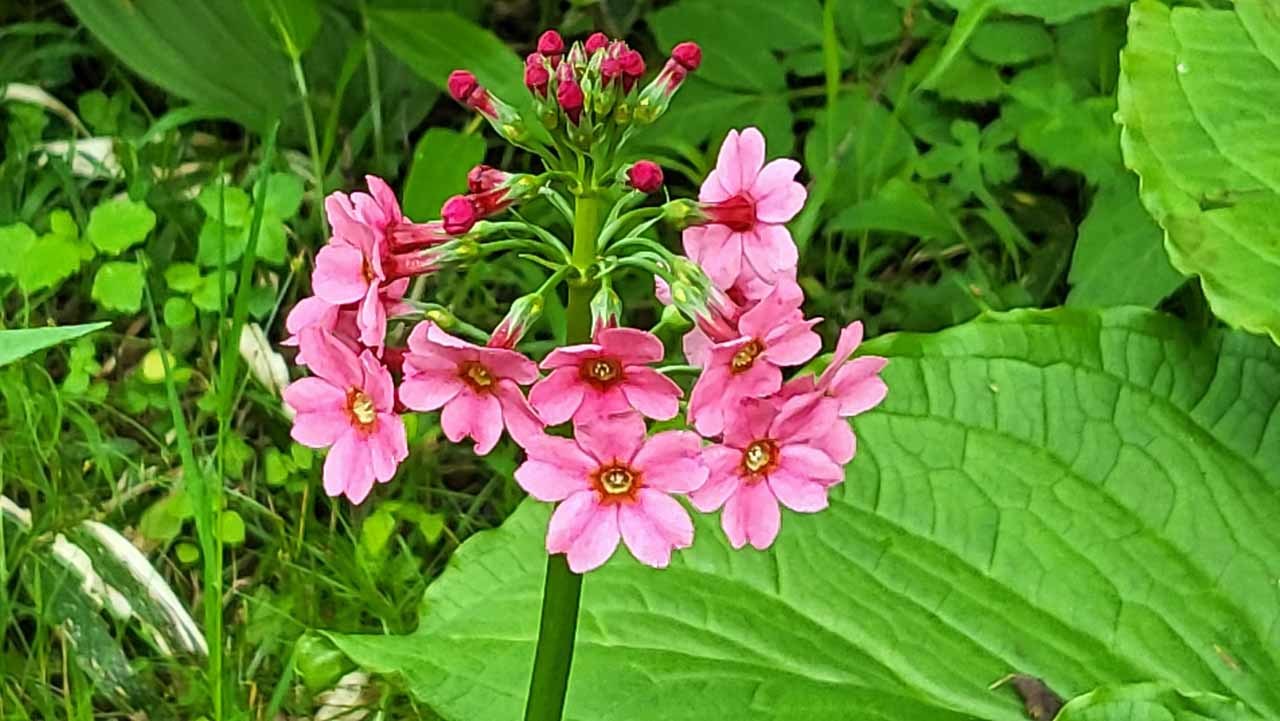 山野草 釜無ホテイアツモリソウ 花芽1 13-②