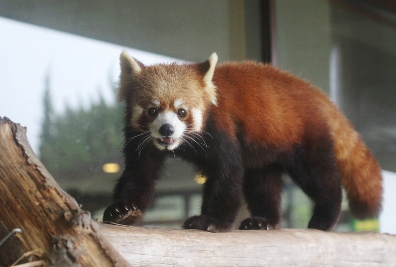レッサーパンダが見えるレストランの輝 ひかる と耀 よう レサパン日和