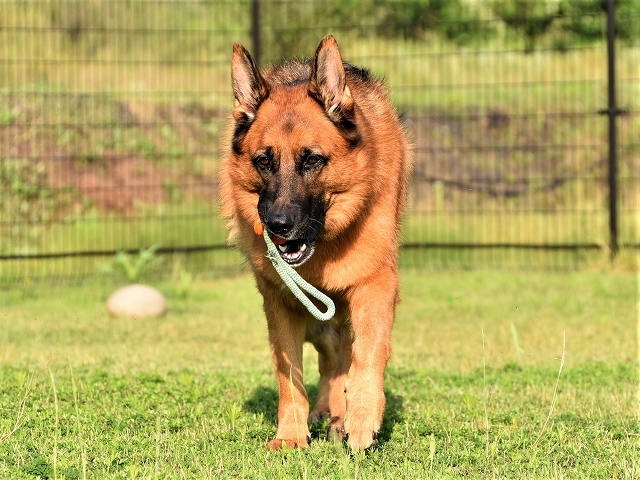 大型犬の魅力を熱く語る_d0360206_20150129.jpg